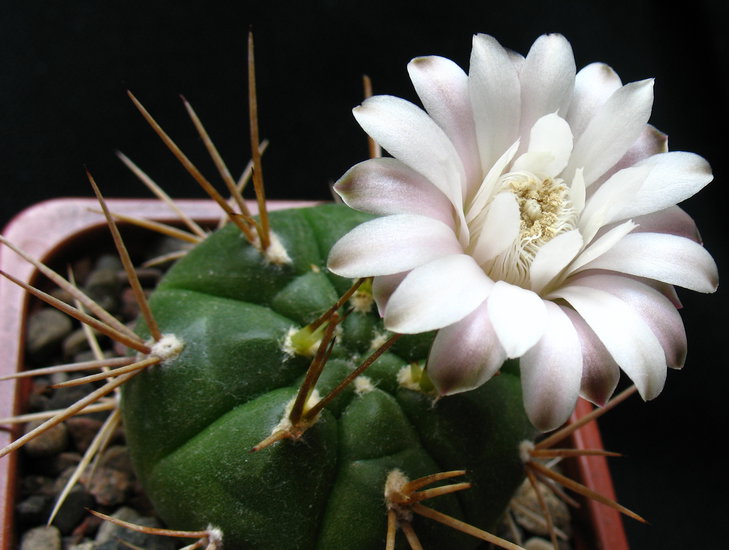 Gymnocalycium eurypleurum