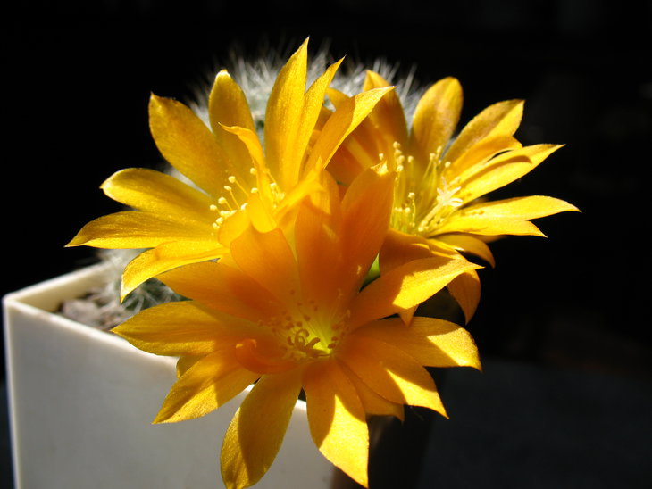 Rebutia senilis v.kesselringiana
