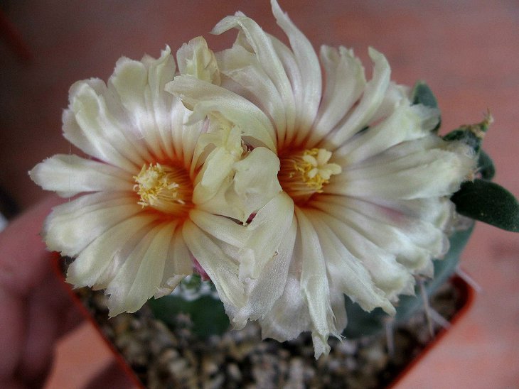 Astrophytum asterias cv. 'Kikko'
