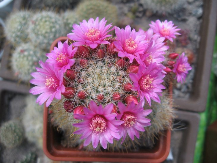 Mammillaria zeilmanniana