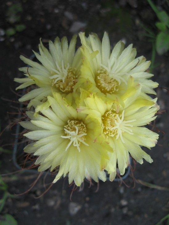 Parodia sp.