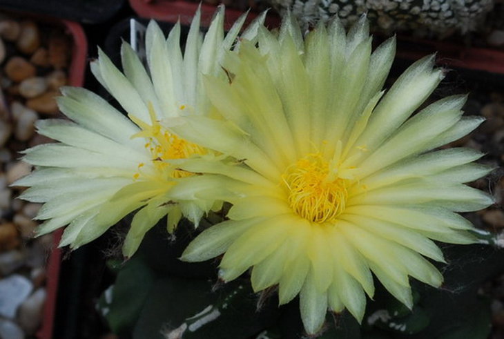 Astrophytum myriostigma cv. 'Fukuryu'