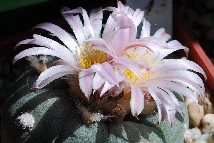 Lophophora williamsii