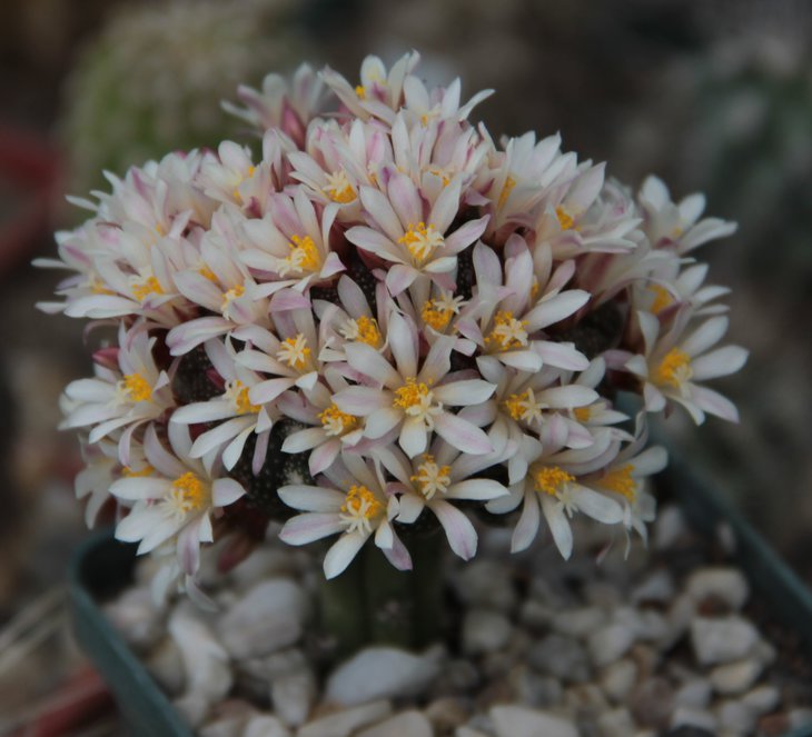 Blossfeldia liliputana