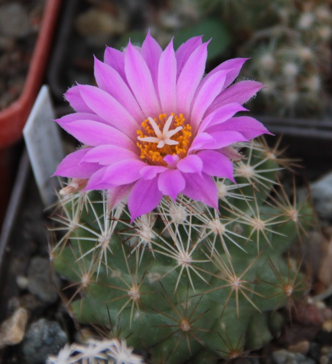 Coryphantha (Escobaria) hesteri
