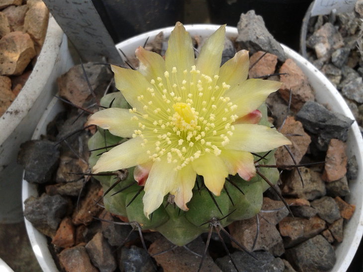Copiapoa malletiana