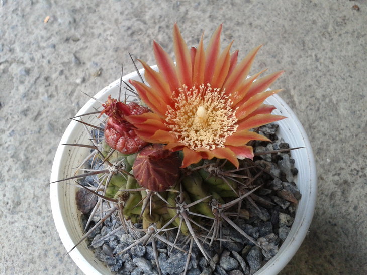 Horridocactus tuberisulcatus