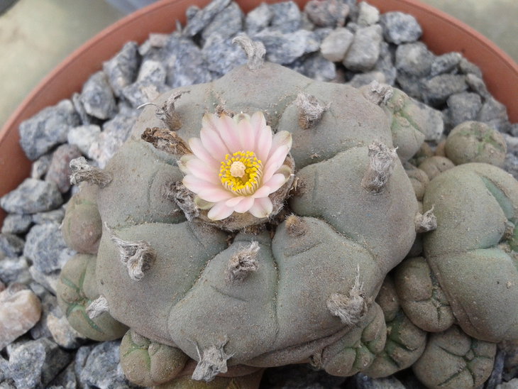 Lophophora williamsii
