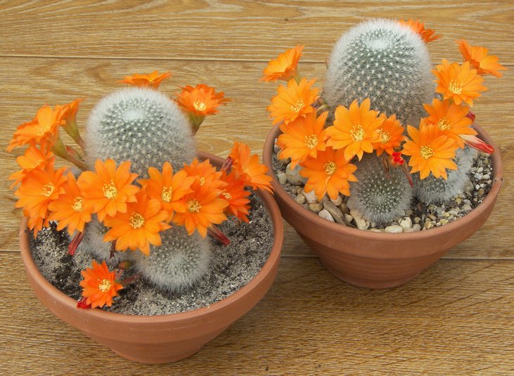 Aylostera muscula