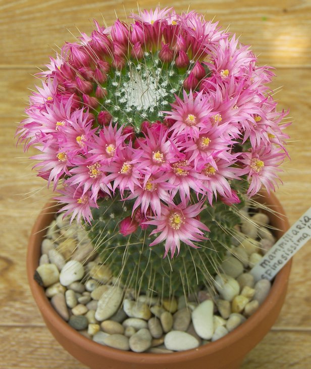 Mammillaria spinosissima cv. 'Uno Pico'