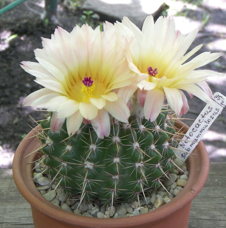 Notocactus submammulosus