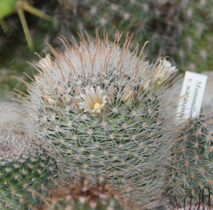 Mammillaria pennispinosa v.nazasensis ML617,  Minas de Navidad
