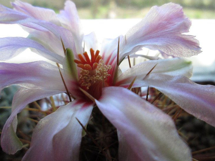 Thelocactus bicolor var. texensis