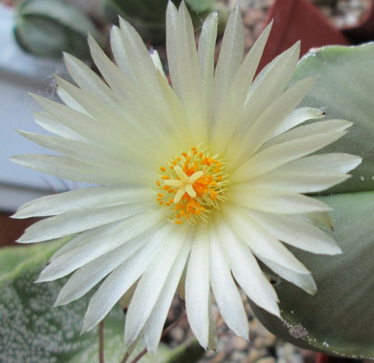 Astrophytum myriostigma