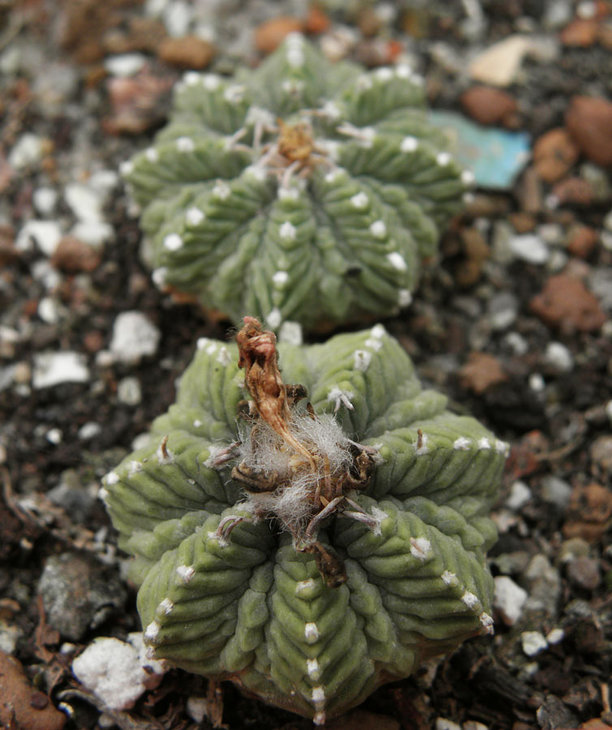 Aztekium ritteri