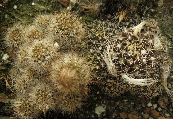 Frailea ssp.