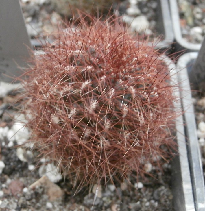 P1011534.JPG