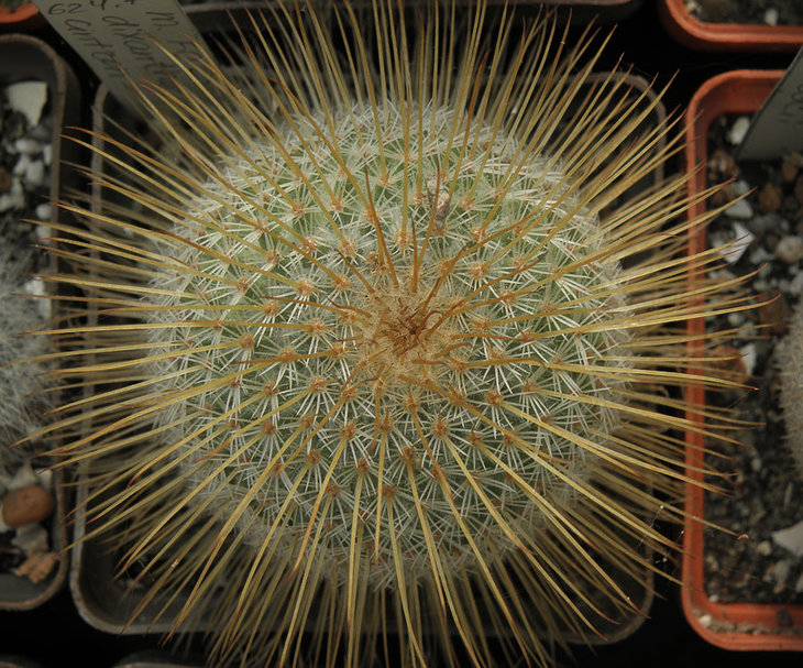 Mammillaria dixanthocentron
