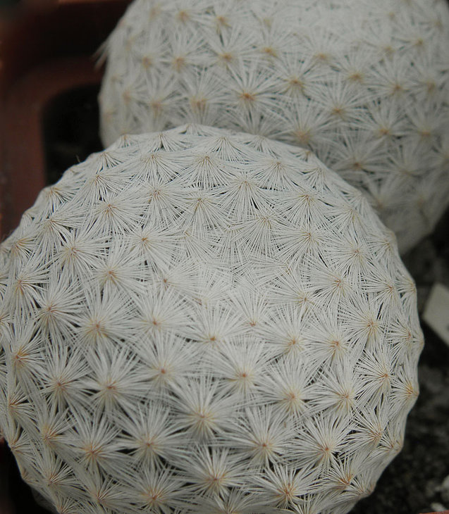 Mammillaria herrerae - потрясающие шарики!