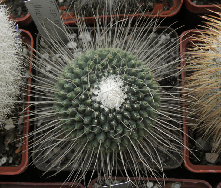 Mammillaria spinosissima  `Un Pico`