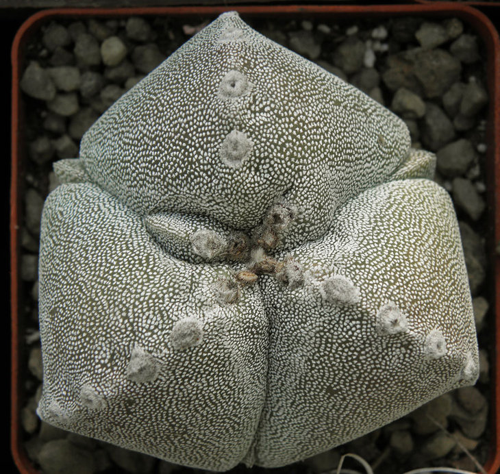 Astrophytum myriostigma var. tricostatum<br />Из цикла: сам себе хочу - сам себе перебьёшься ))