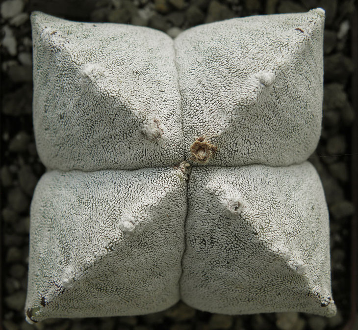 Astrophytum myriostigma var. quadricostatum