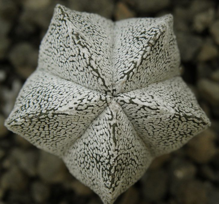 Astrophytum myriostigma `Onzuka`
