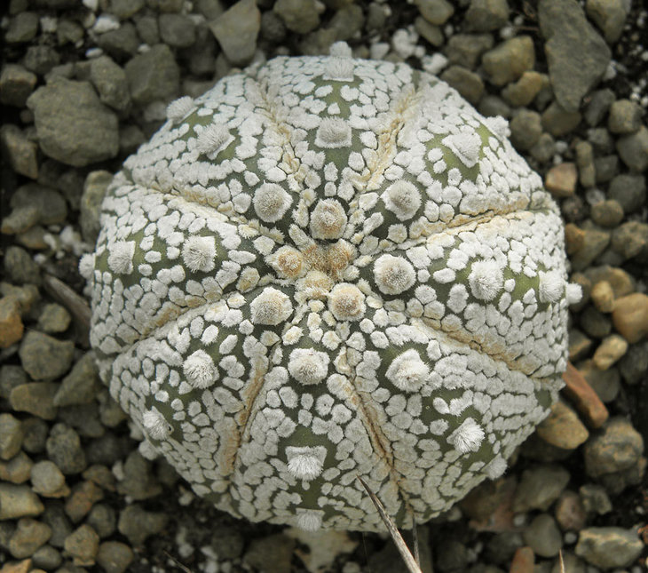 Astrophytum asterias `Super Kabuto`