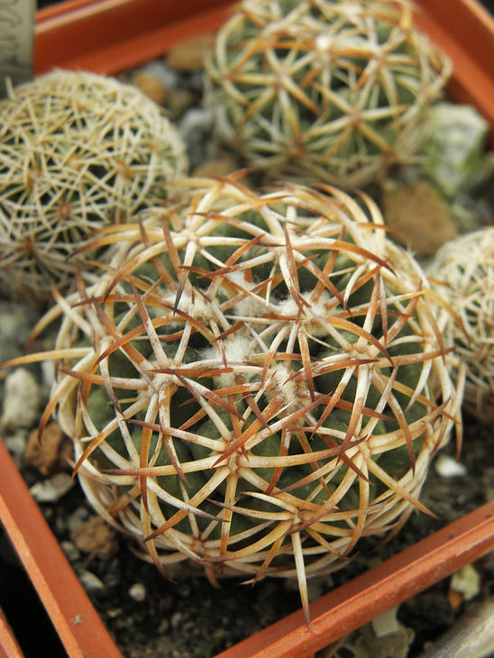 Coryphantha roederiana SB 1143<br />Многие корифанты и в молодом возрасте весьма привлекательны