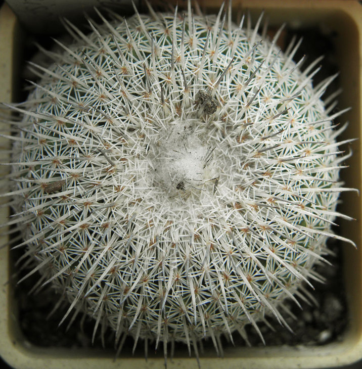 Epithelantha micromeris ssp. unguispina
