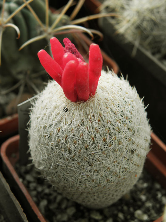 Epithelantha micromeris с очень аппетитными плодами