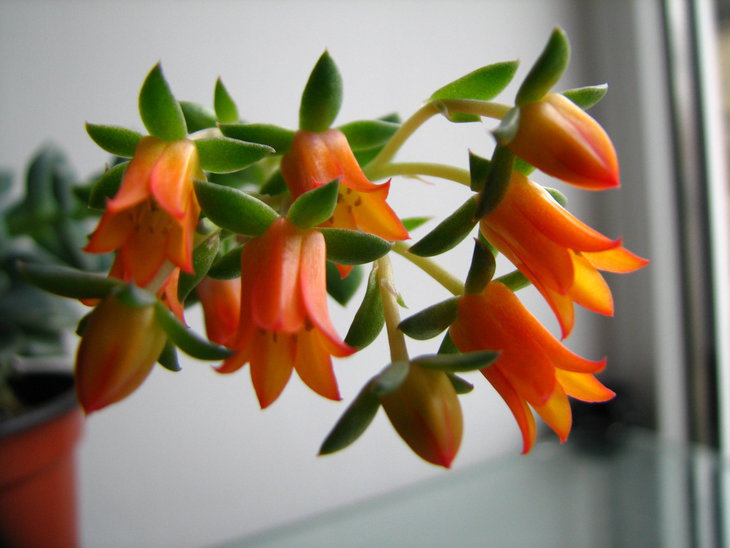 Echeveria derenbergii