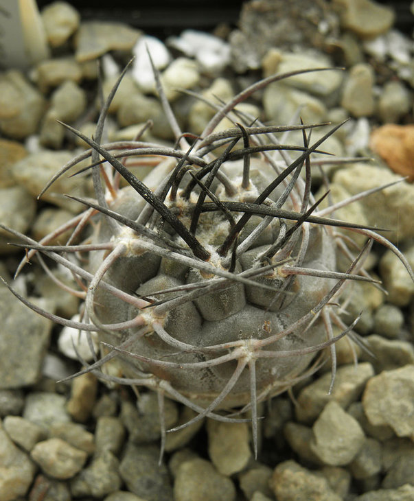 Copiapoa cocuimbana v. wagenknechtii
