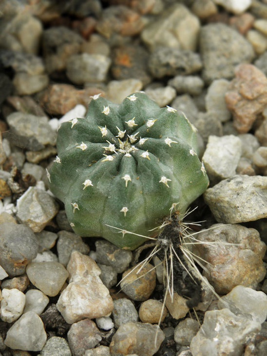 Echinocereus pulchellus 'aguirrei'