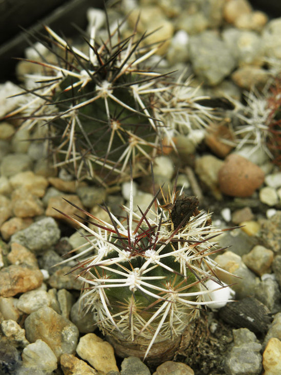 Echinocereus viridiflorus v. davisii