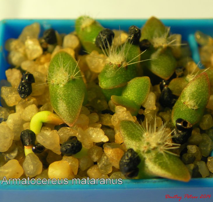 Armatocereus mataranus.JPG