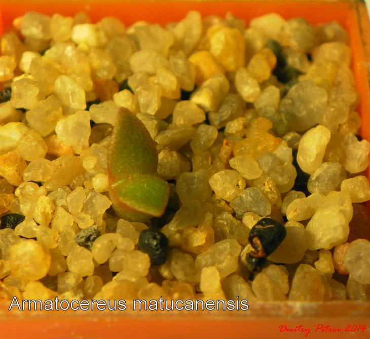 Armatocereus matucanensis.JPG