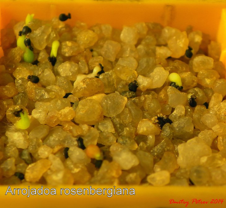 Arrojadoa rosenbergiana.JPG