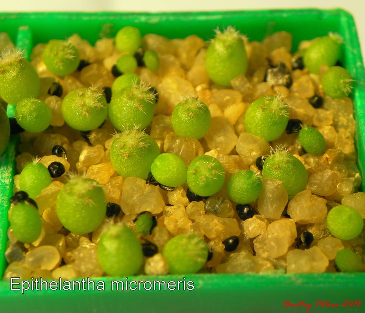 Epithelantha micromeris.JPG