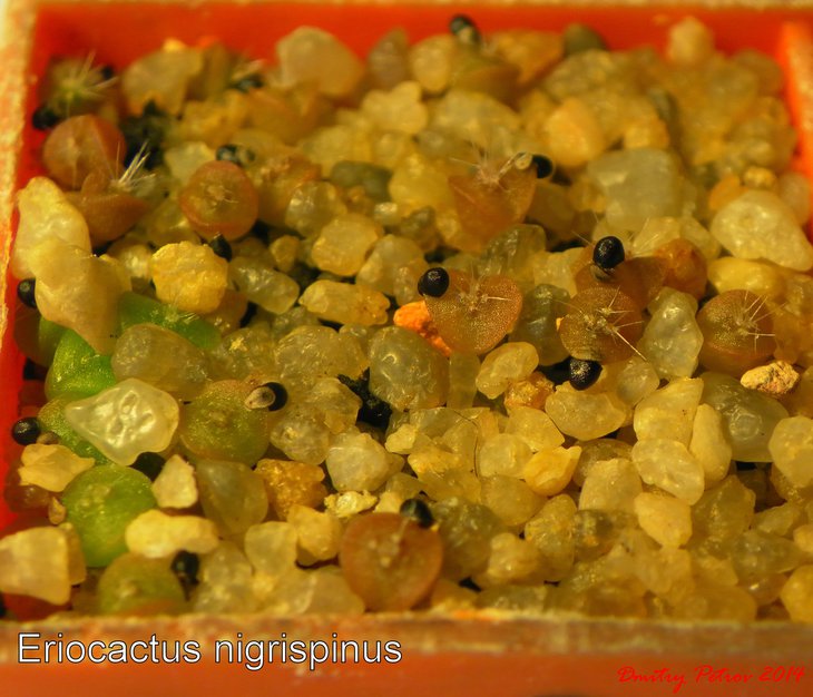 Eriocactus nigrispinus.JPG