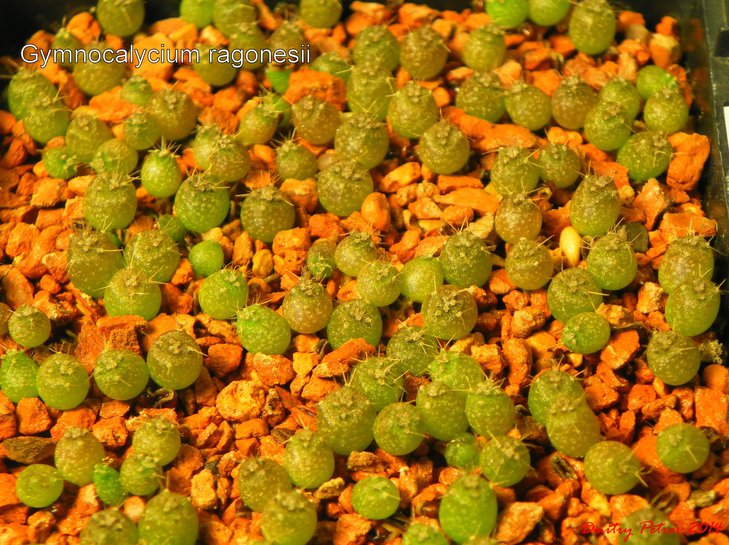 Gymnocalycium ragonesii.JPG