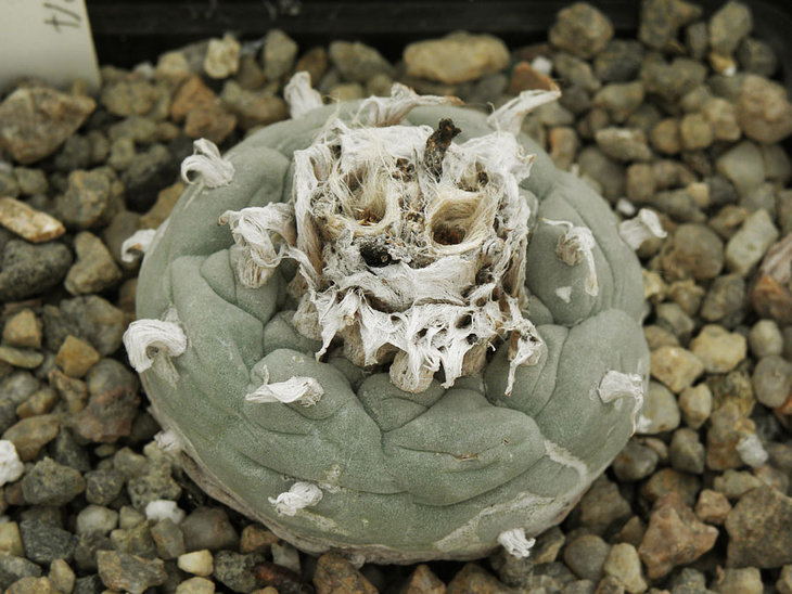 Lophophora diffusa