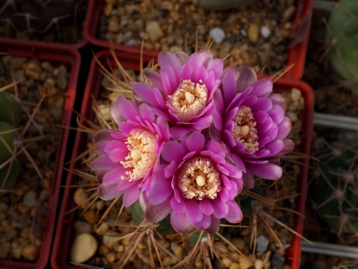 Gymnocalycium neuhuberi