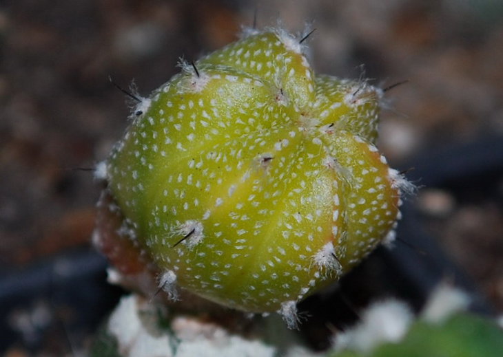 DSC_1565 A. myr. hybr. (Myr x AS cv. Hanaz.).jpg