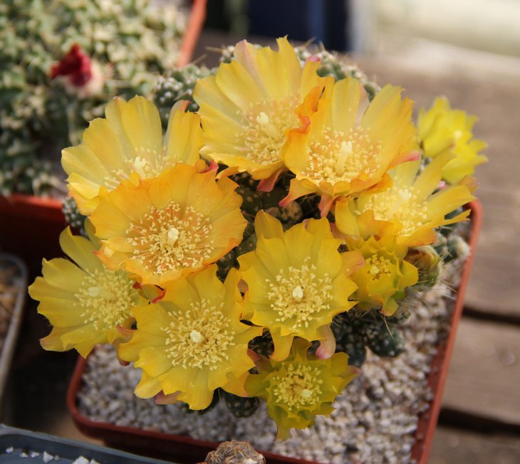 Cumulopuntia petlandii fauxiana