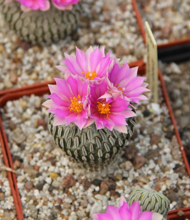 Pelecyphora asselliformis