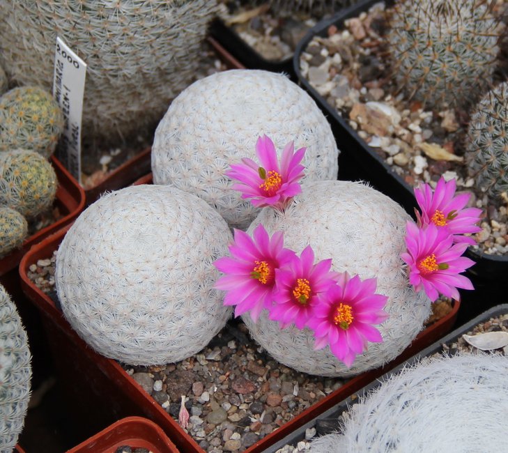 Mammillaria herrerae