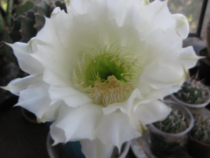 Echinopsis eyriesii