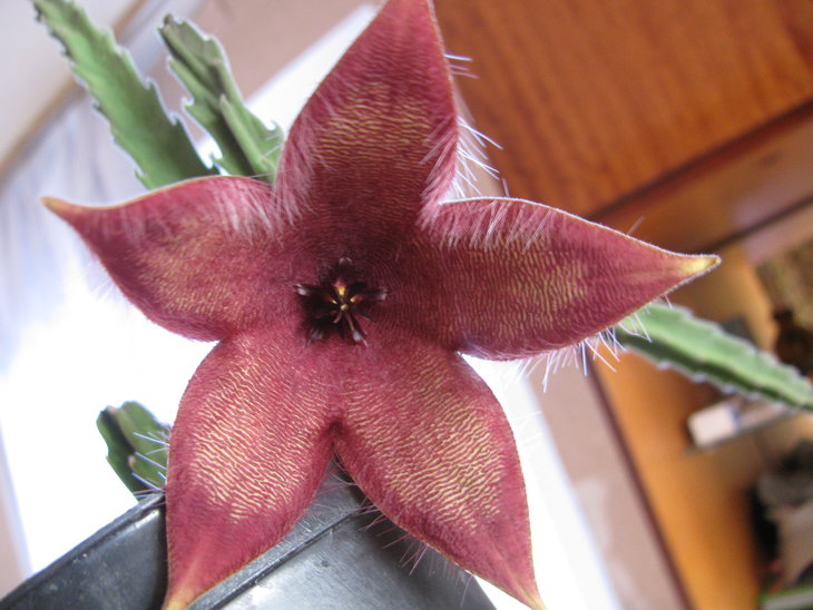 Stapelia pulvinata