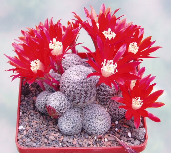 Aylostera cajasensis